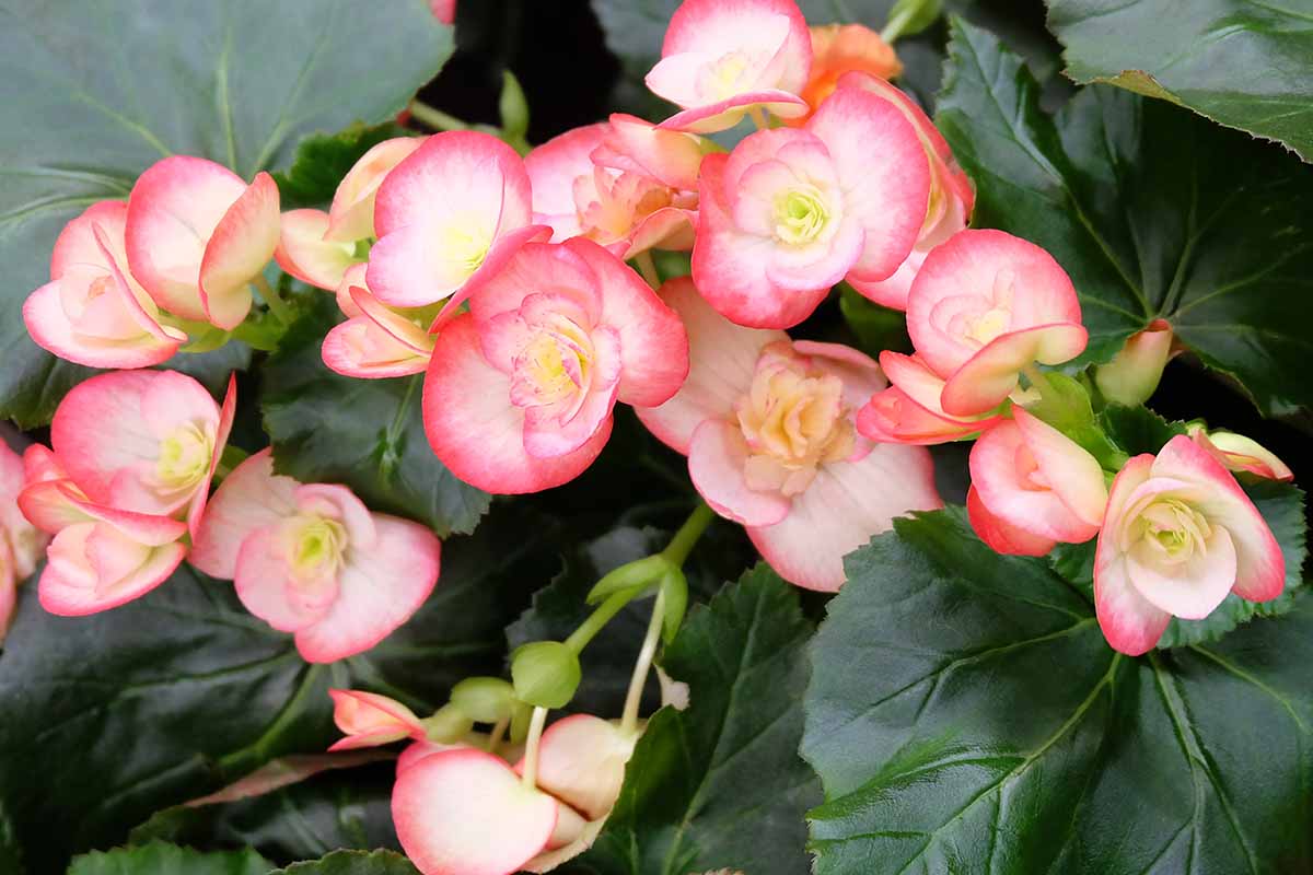 Caring for Your Tuberous Begonias