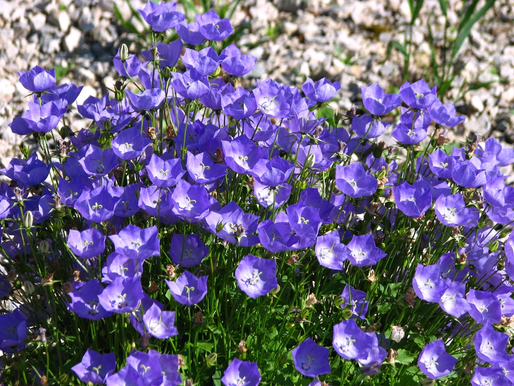 Carpathian Harebell