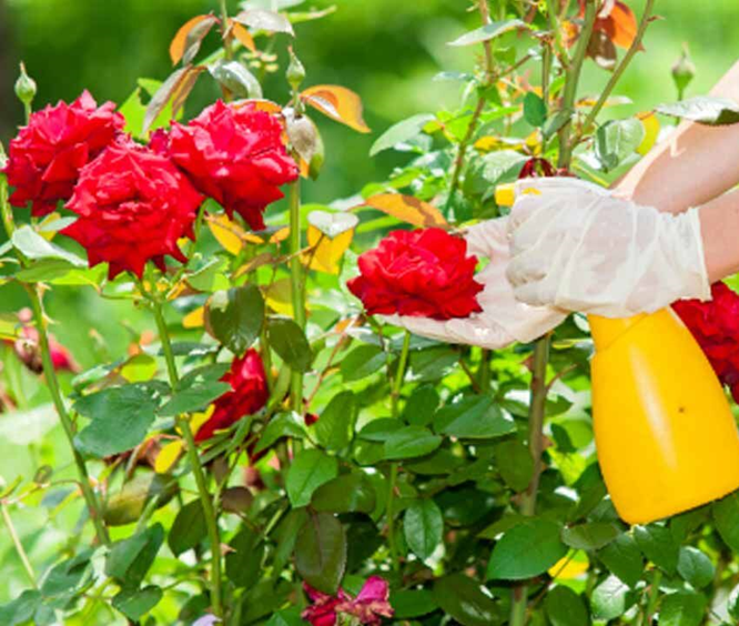 What are Rose Sawfly Caterpillars and How to Get Rid of Them