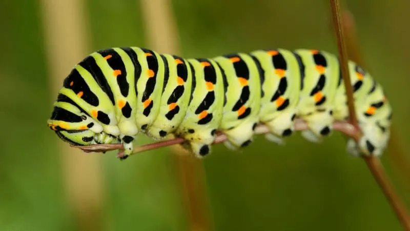 Caterpillars