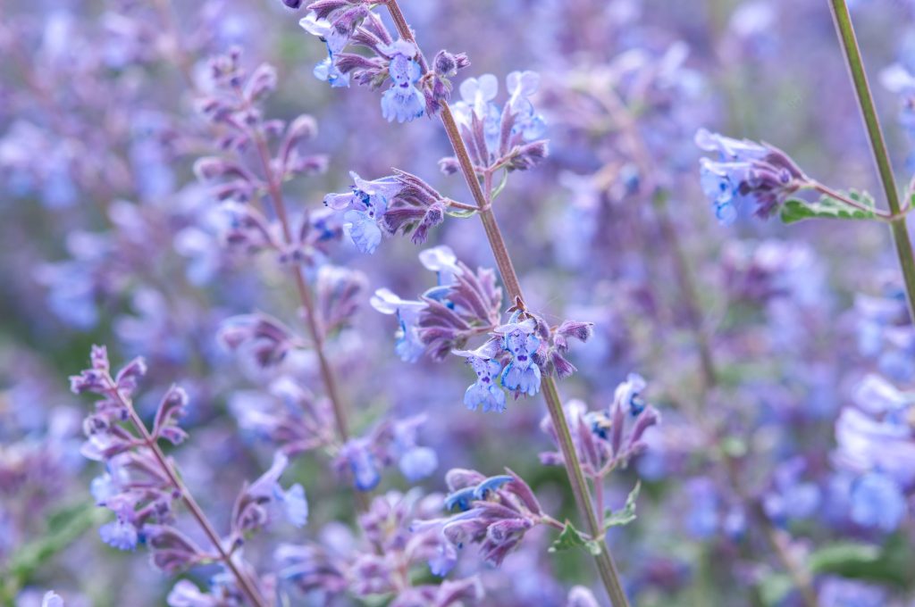 Catmint