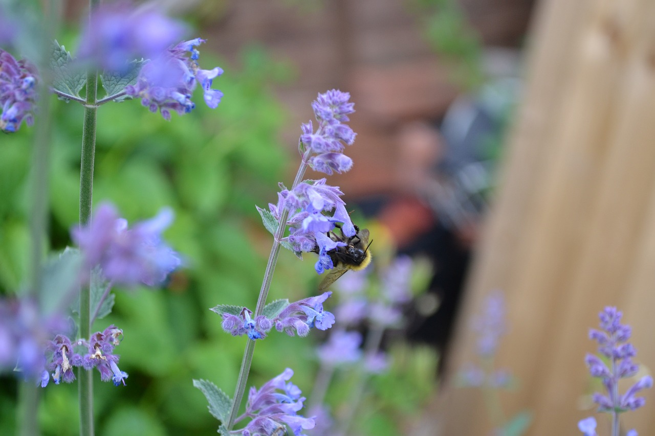 Catmint