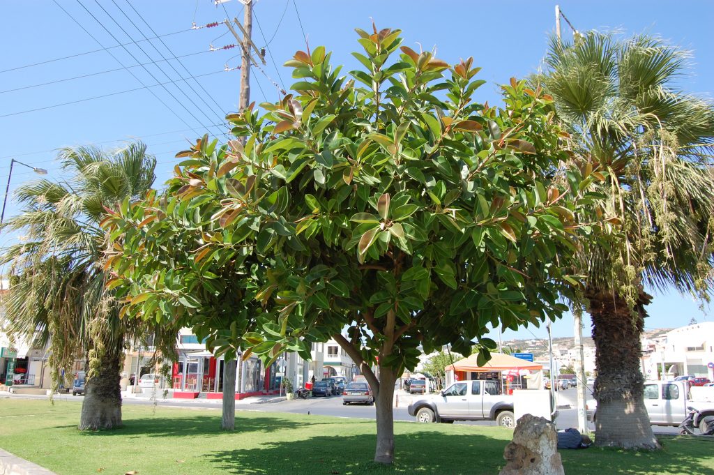 Causes Of Brown Or Yellow Ceanothus Leaves