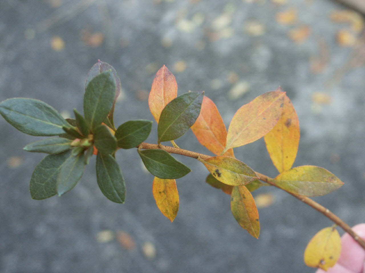 Causes for The Death of Azalea Plants