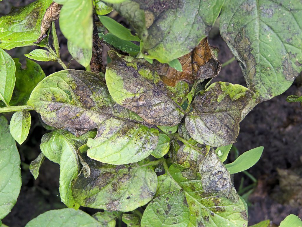 Causes of Potato Blight