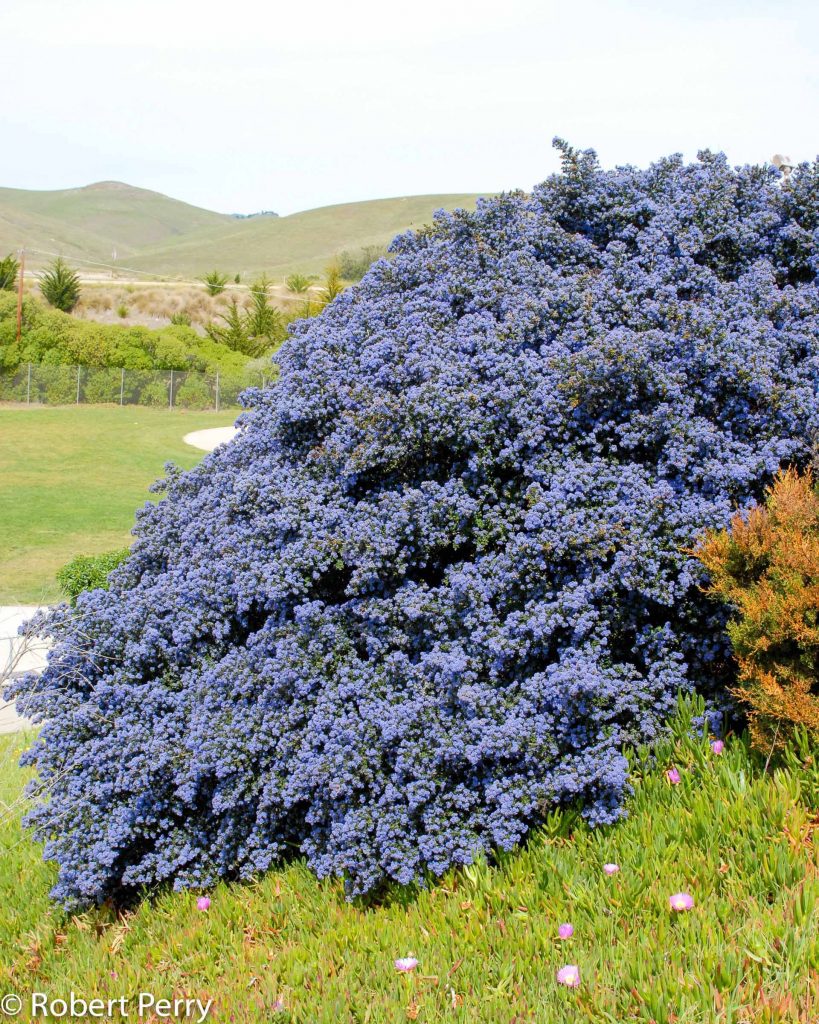 Ceanothus 'Dark Star'