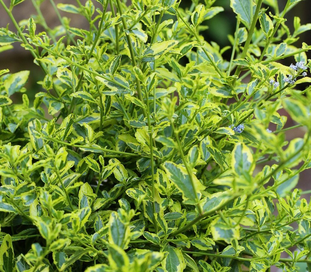 Ceanothus El Dorado