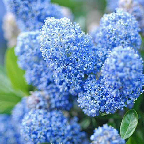 Ceanothus 'Gloire de Versailles'