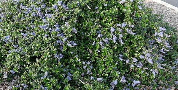 Ceanothus Griseus Var. Horizontalis ‘Yankee Point'