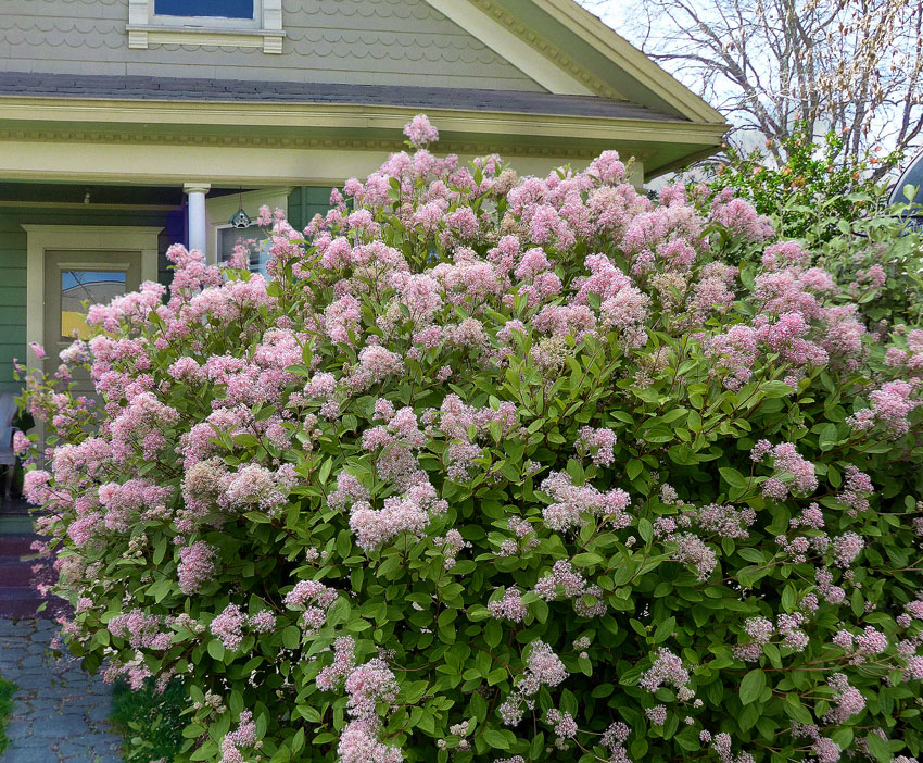 Ceanothus 'Marie Simon'