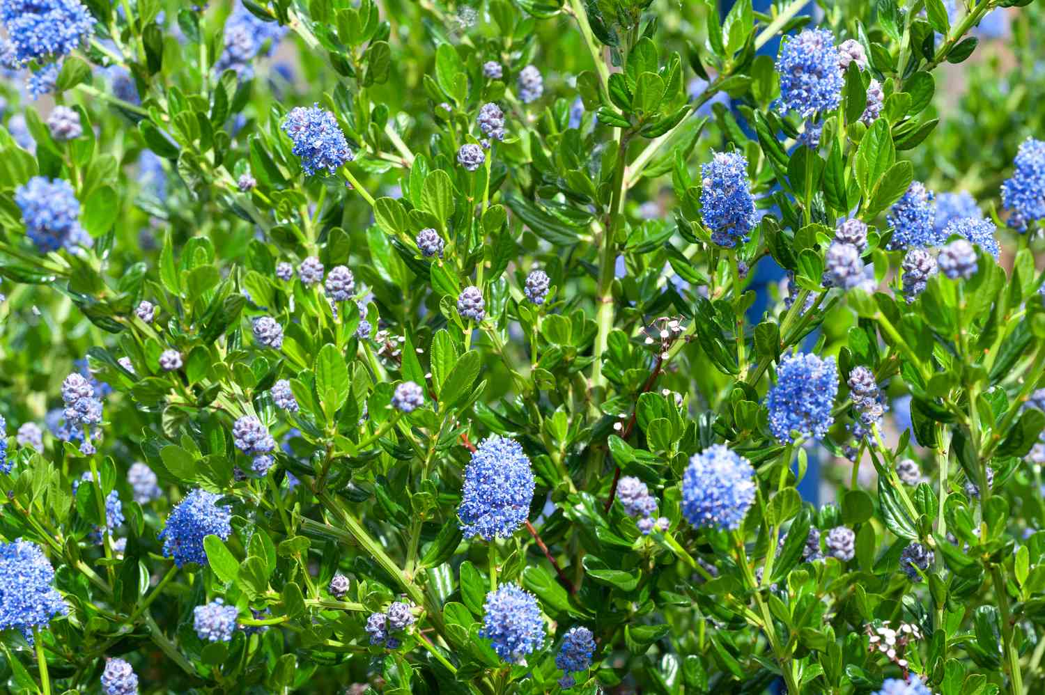 Ceanothus Plant Care Guide