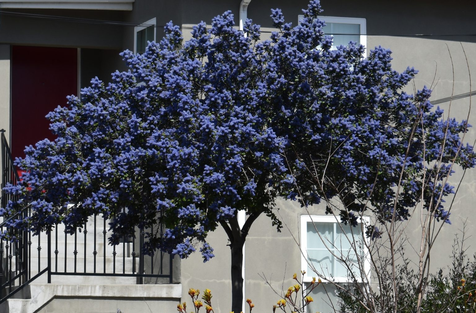 20 Ceanothus Varieties to Grow in Your Beautiful Garden [UK]