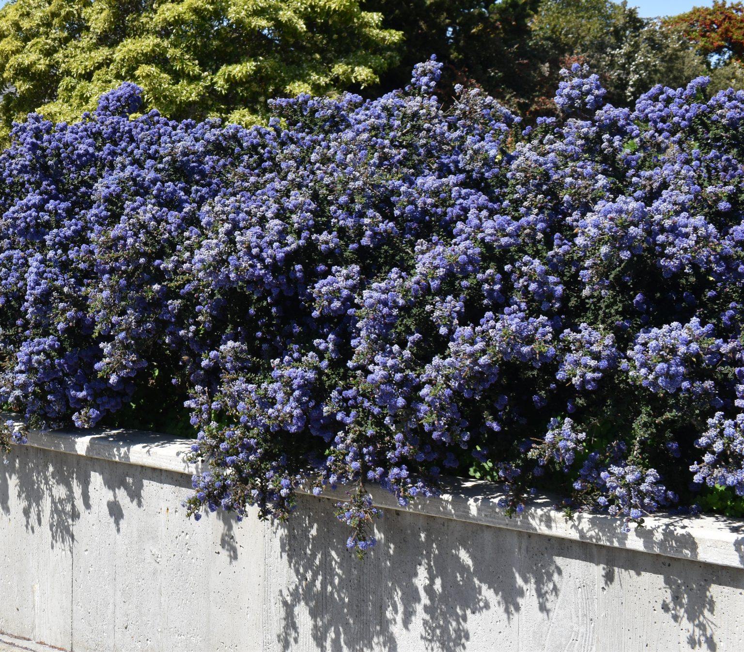 Ceanothus and Its Flowers