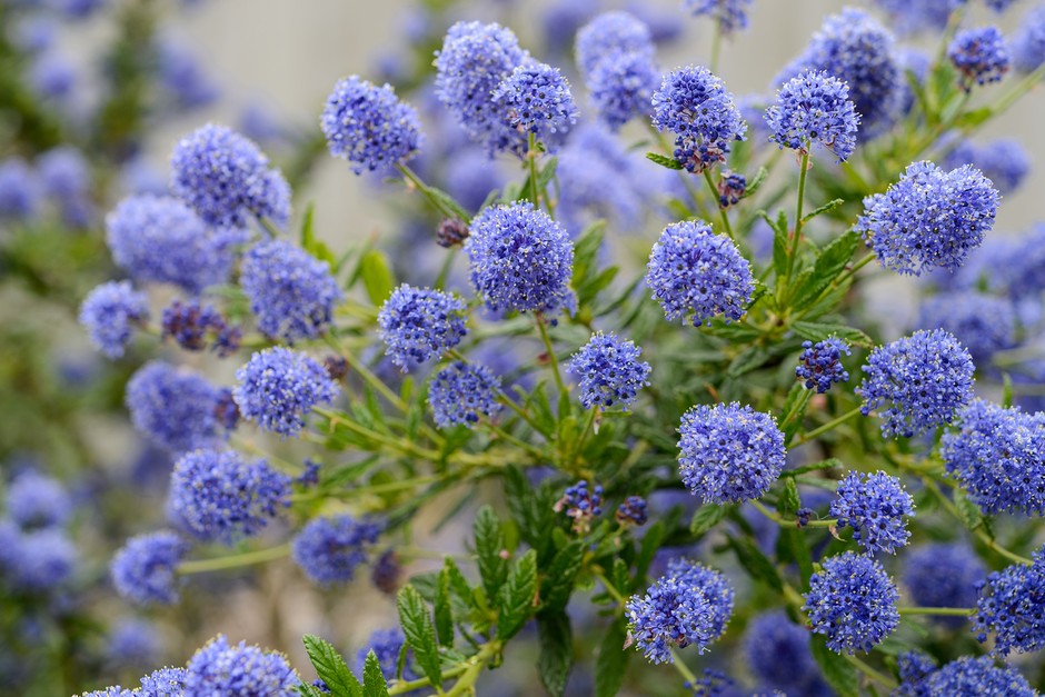 Ceanothus ‘Arbour Light’