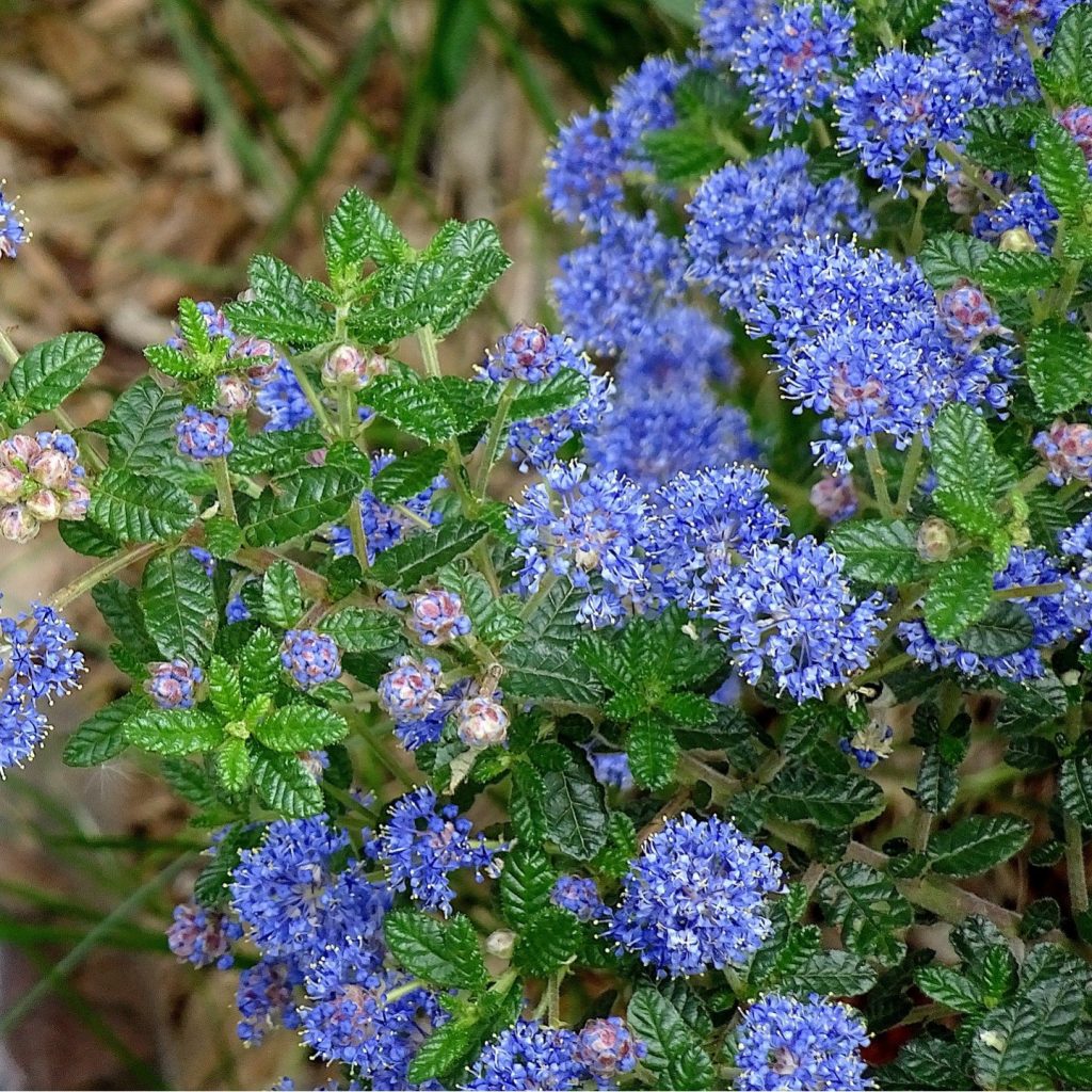 Ceanothus ‘Autumnal Blue'