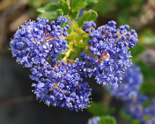 Ceanothus ‘Blue Cushion’