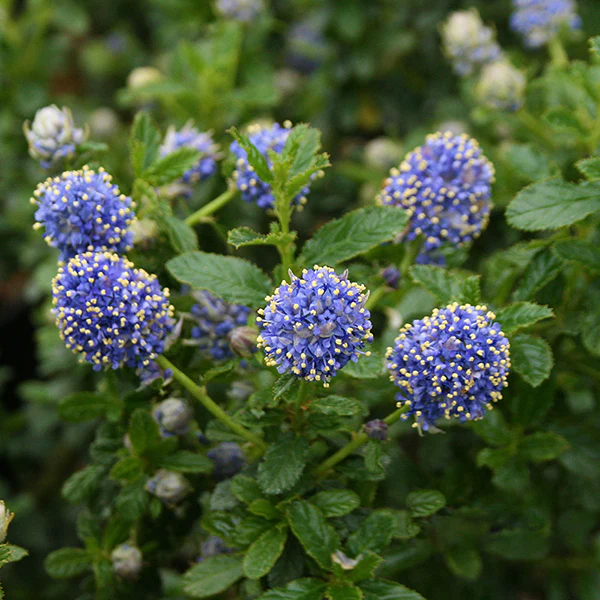 Ceanothus ‘Blue Mound’