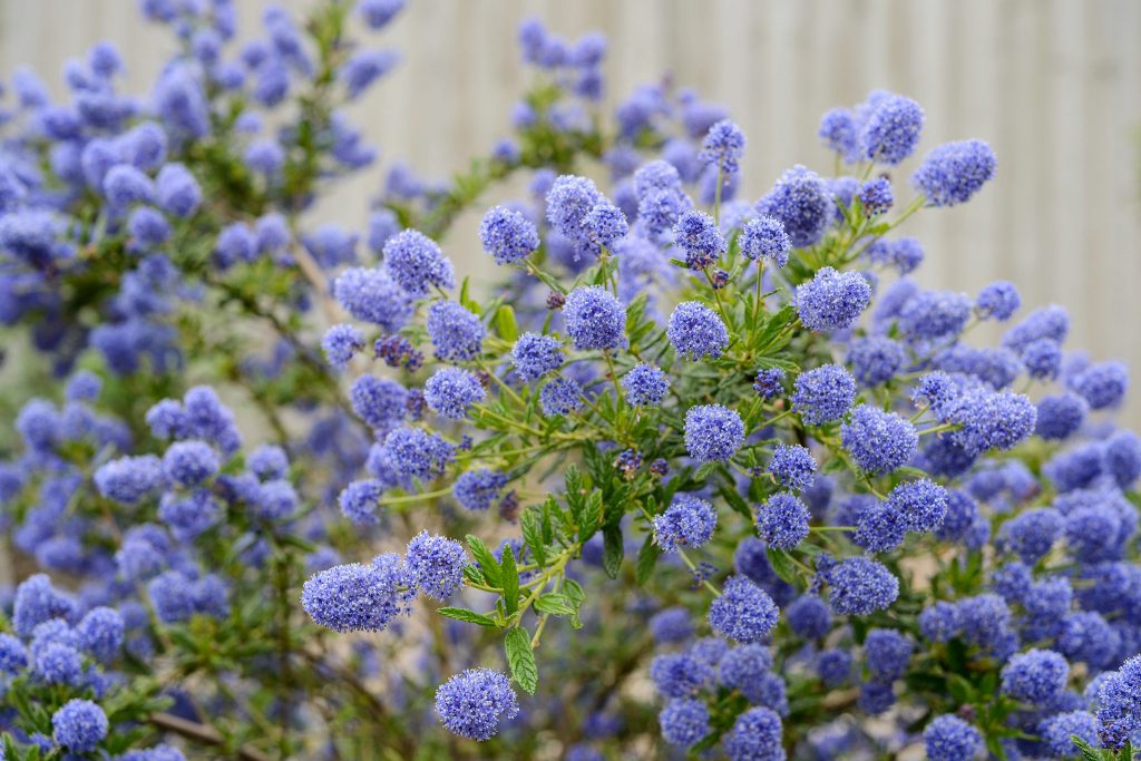 Ceanothus ‘Concha’