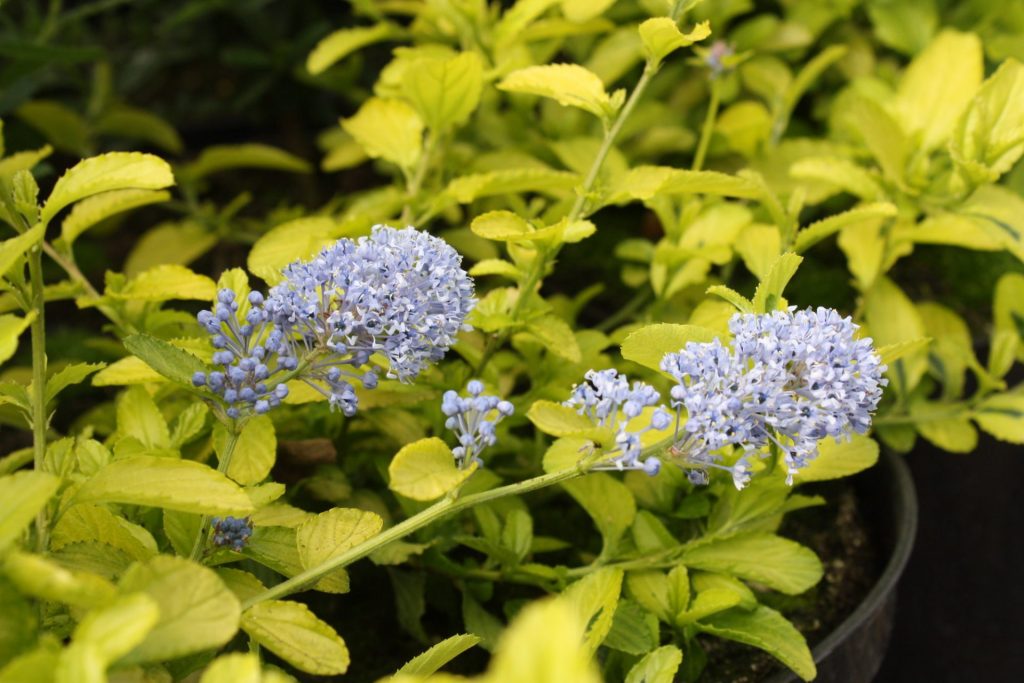 Ceanothus ‘Pershore Zanzibar’