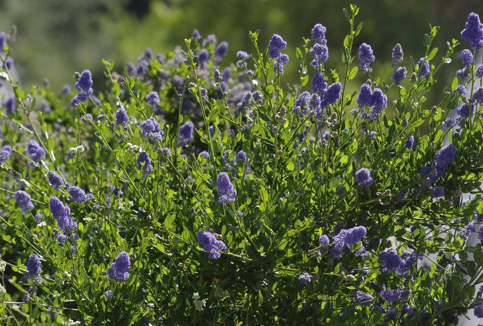 Ceanothus ‘Skylark’