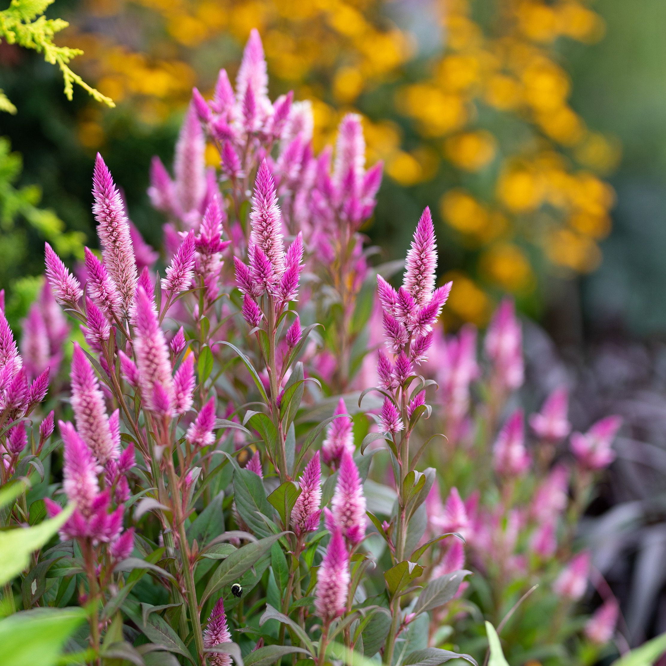 Celosia Flowers