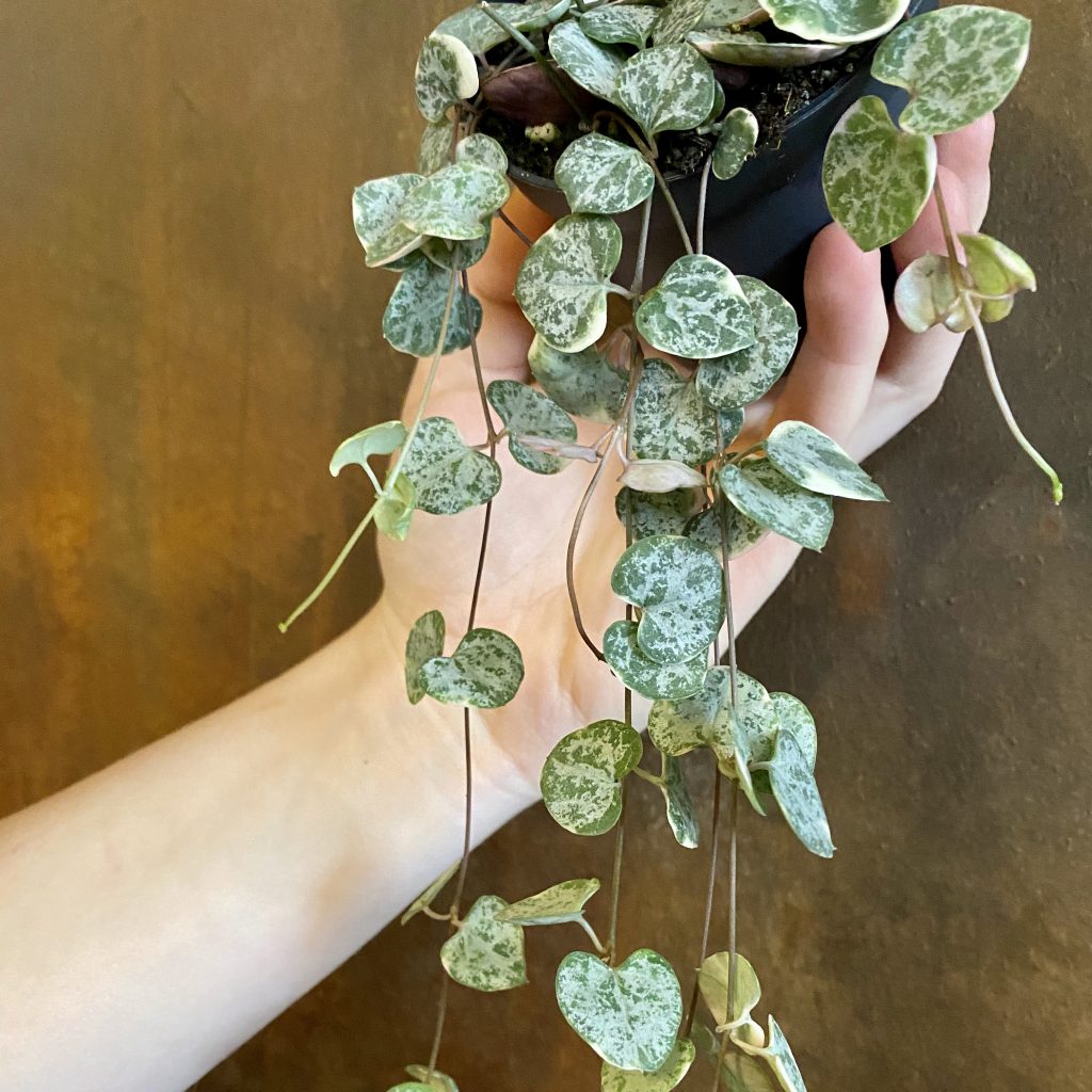 Ceropegia Woddii