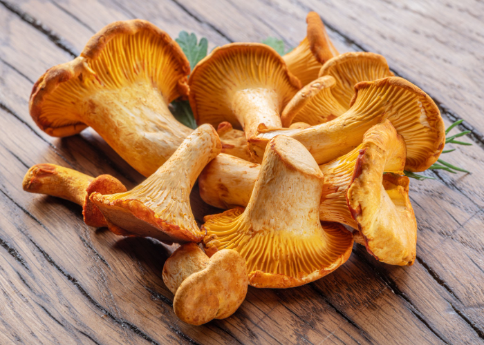 Chanterelle