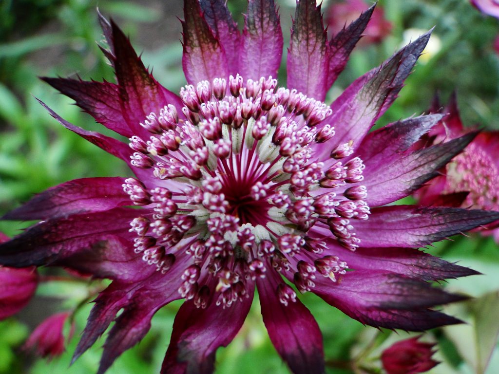 Characteristics of Astrantia