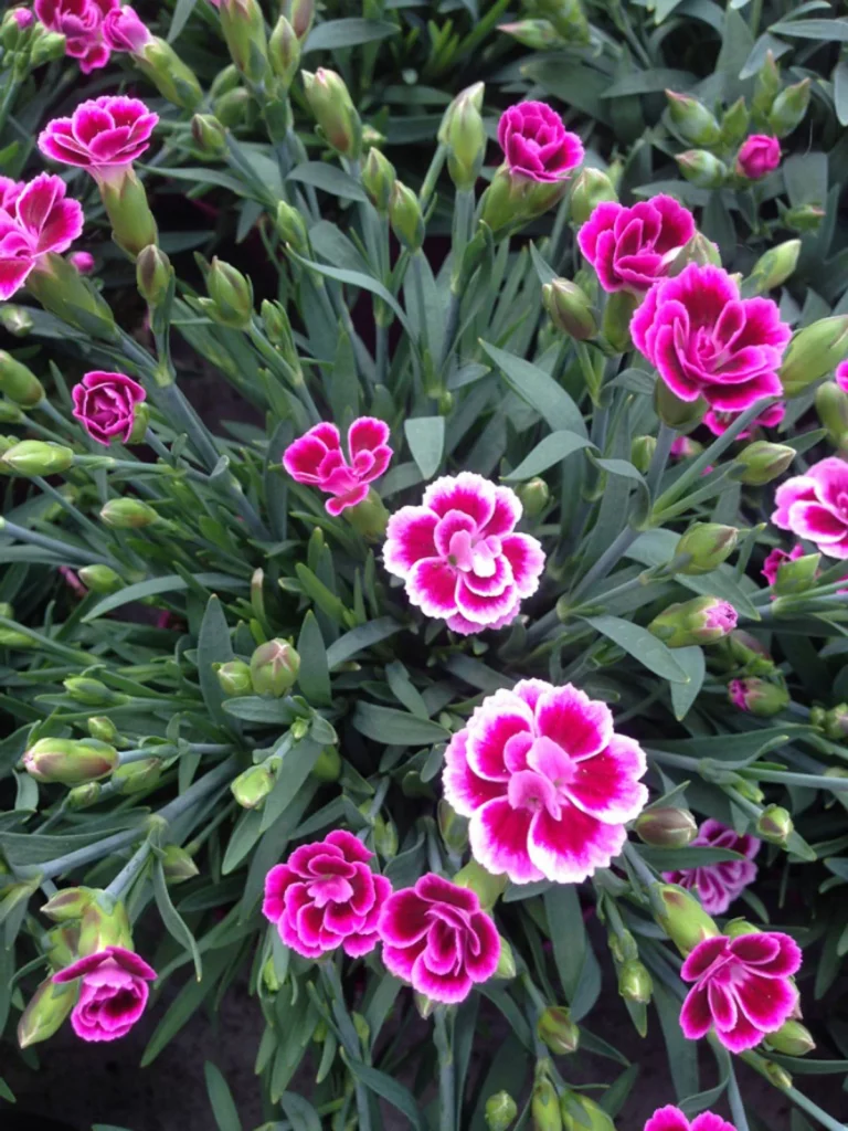 Characteristics of Dianthus Chinensis.jpg