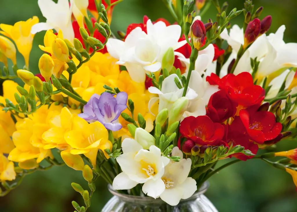 Characteristics of Freesia