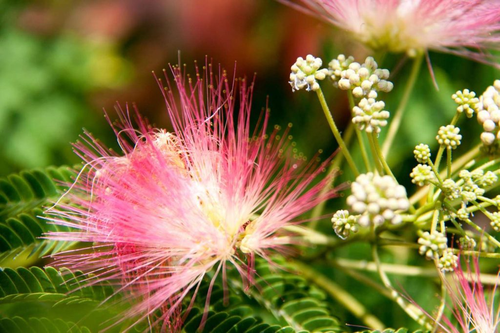 Characteristics of The Mimosa Tree