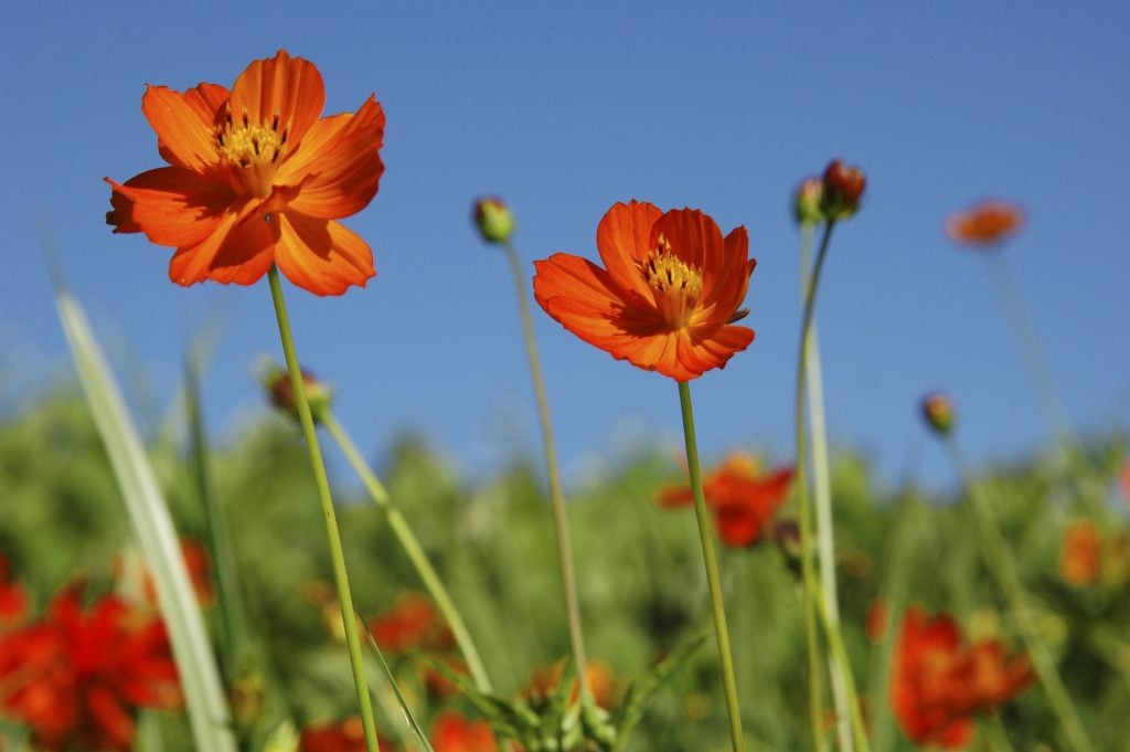 Charming Cosmos Gardens