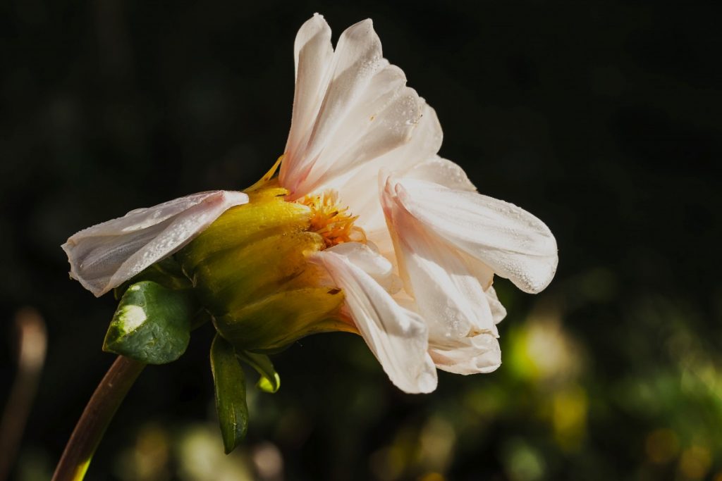 Charmless Dahlias