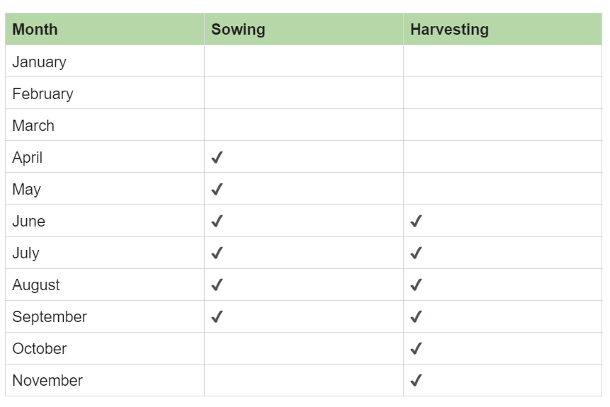 Check out the ideal time for sowing and harvesting below