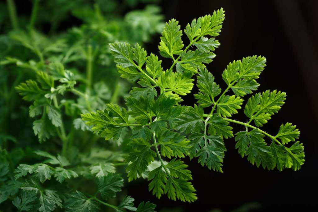 Chervil-1