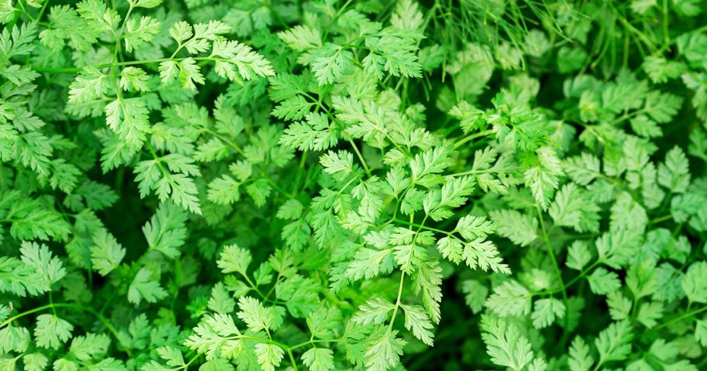 Chervil