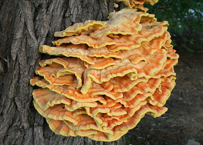 Chicken of the Woods