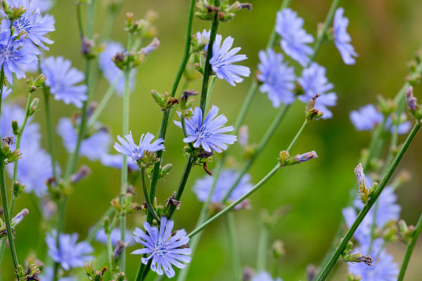 Chicory