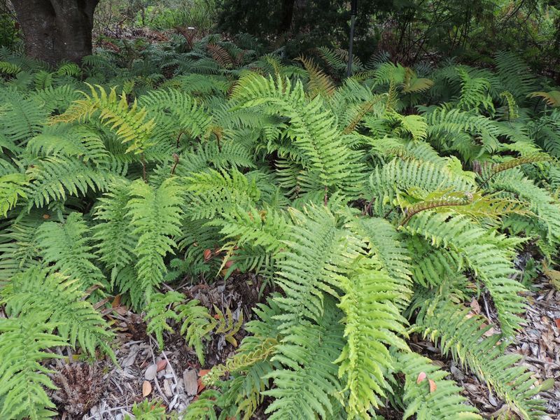 Chilean Hard Fern