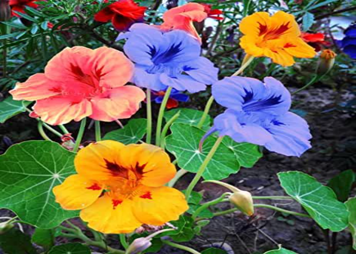 Chilean Nasturtium