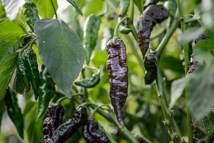 Chilli 'Black Naga'