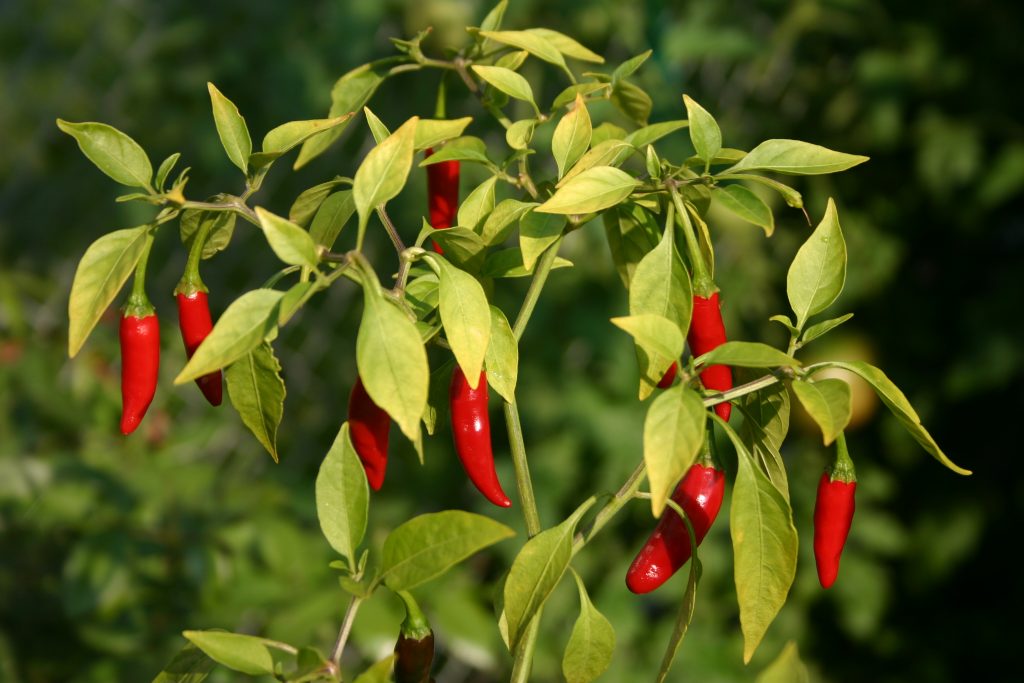 Chilli 'Thai Garden'