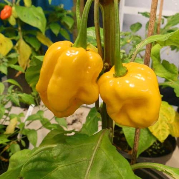 Chilli 'Yellow Scorpion'