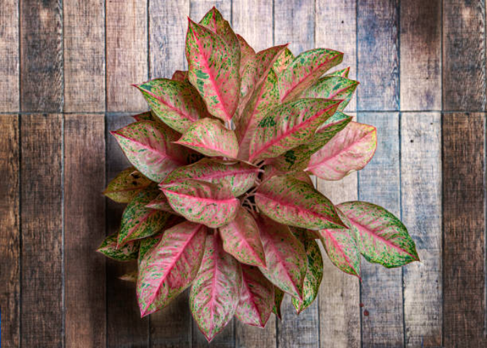 Chinese Evergreen