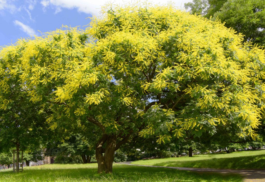 Chinese Flame Tree