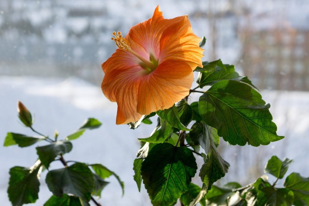 Chinese Hibiscus