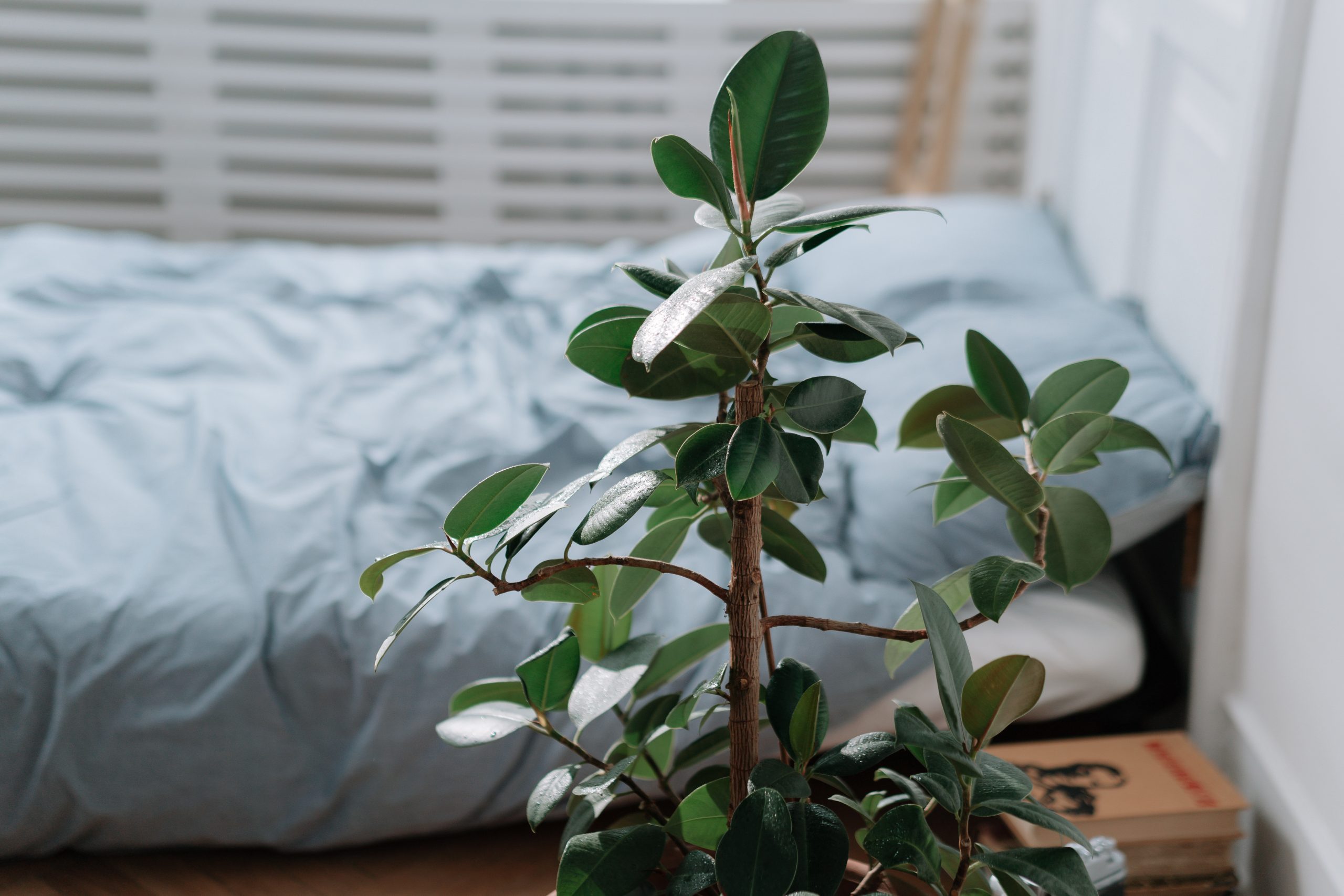 How to Handle Yellow/Brown Leaves on a Chinese Money Plant