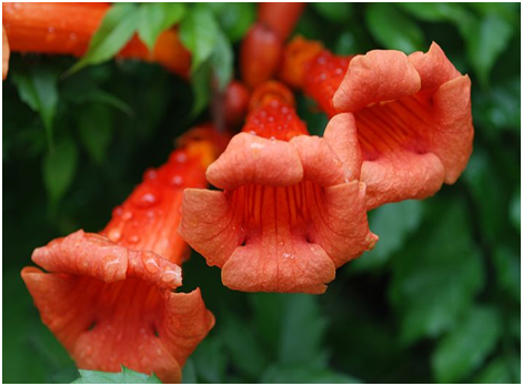 Chinese Trumpet Vine