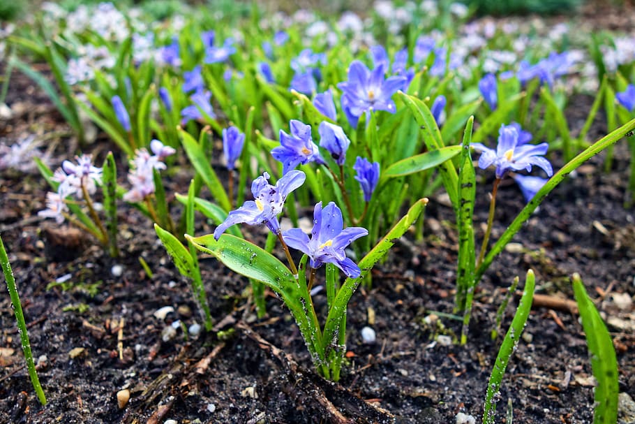 Chionodoxa