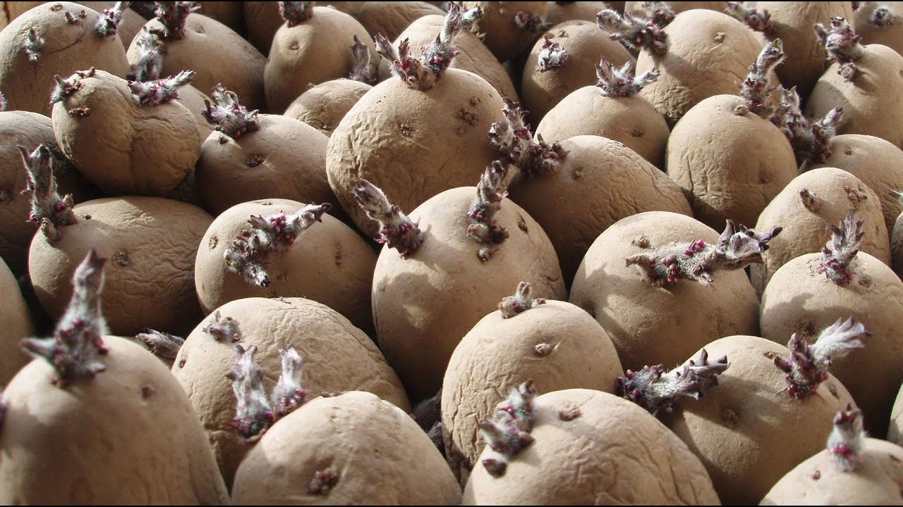 Chitting The Seed Potatoes